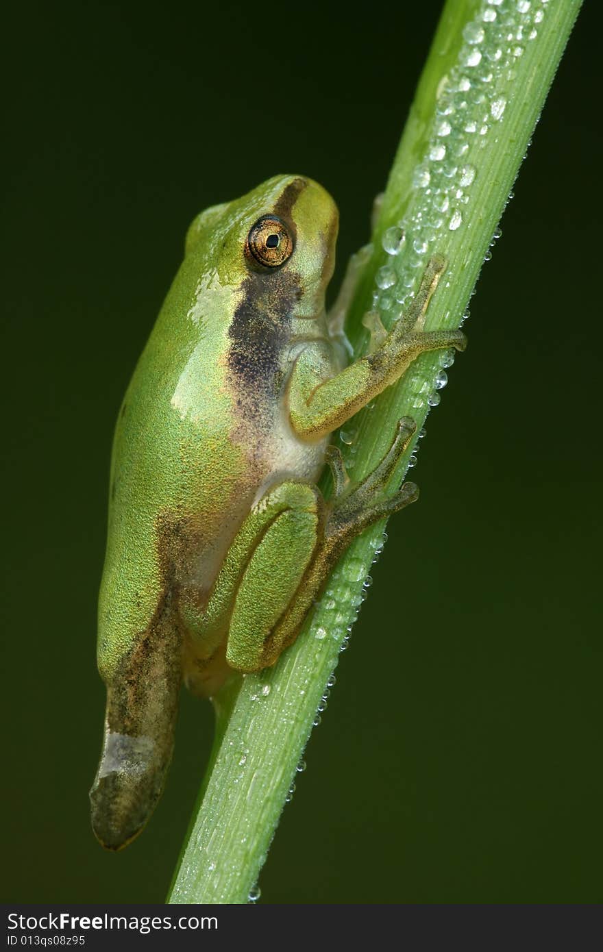 Close-up of nice treefrog in metamorphosis. Close-up of nice treefrog in metamorphosis