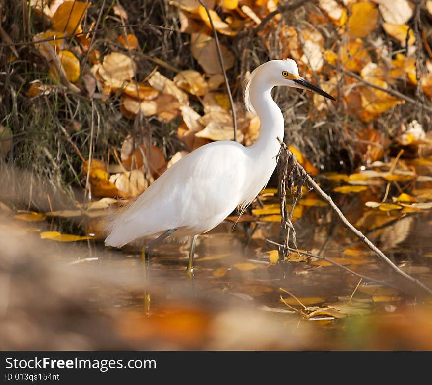 Snowy Egret in Autumn