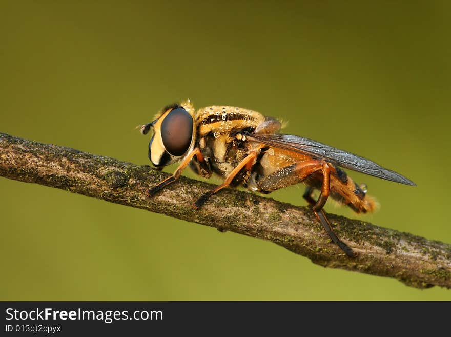 Macro of hoverfly