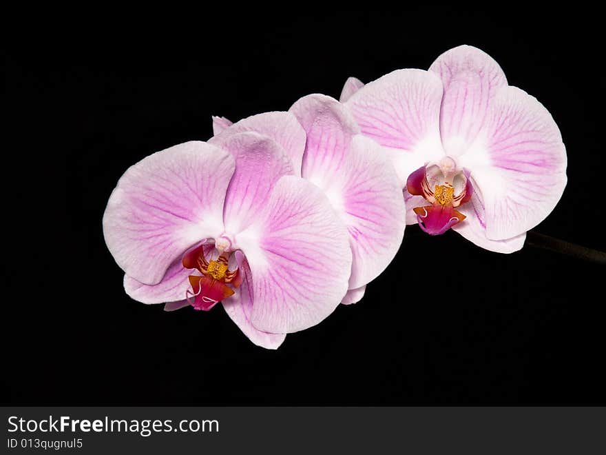 Beautiful orchid (Phalaenopsis) on a black background