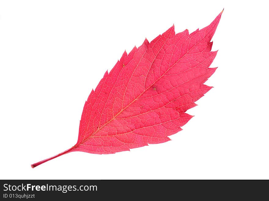 A perfect autumn red leaf isolated on pure white background.