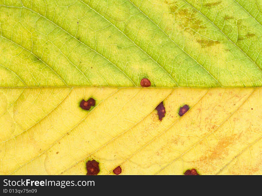 Close-up of yellow-green leaf - background. Close-up of yellow-green leaf - background.