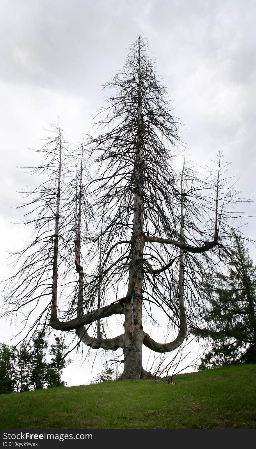 An old tree without leaves. An old tree without leaves