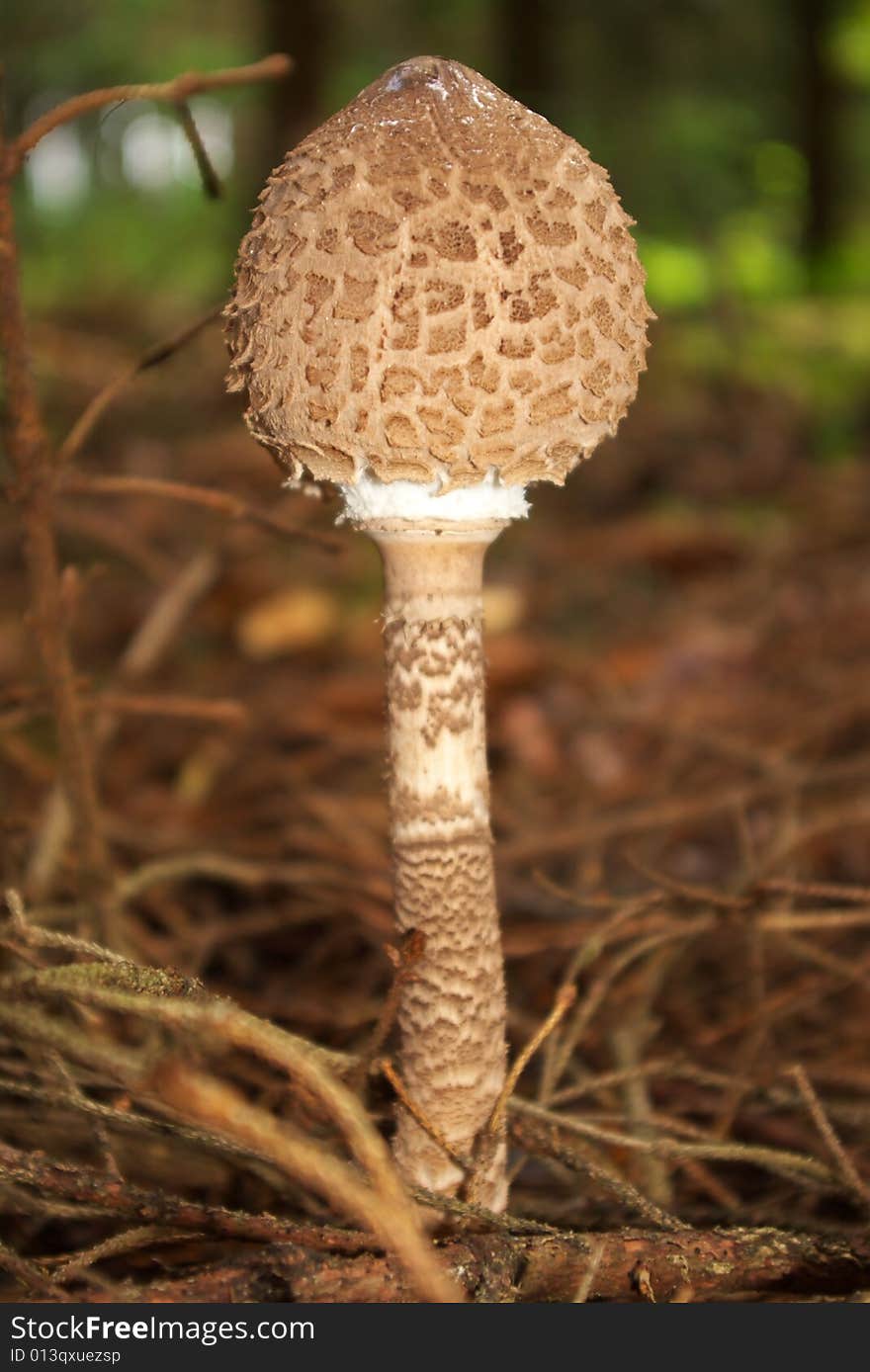 Mushroom