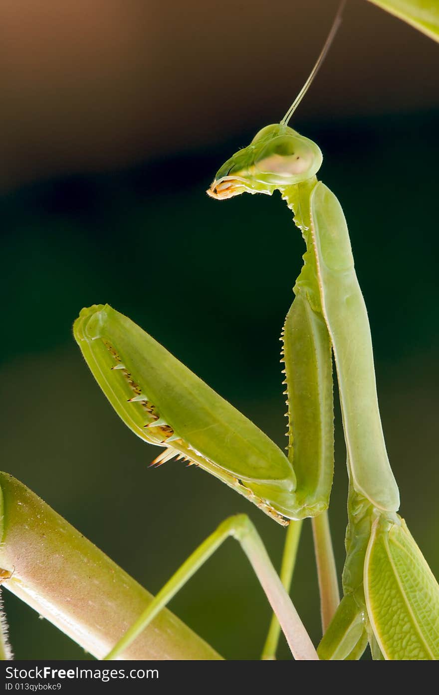 Praying Mantis