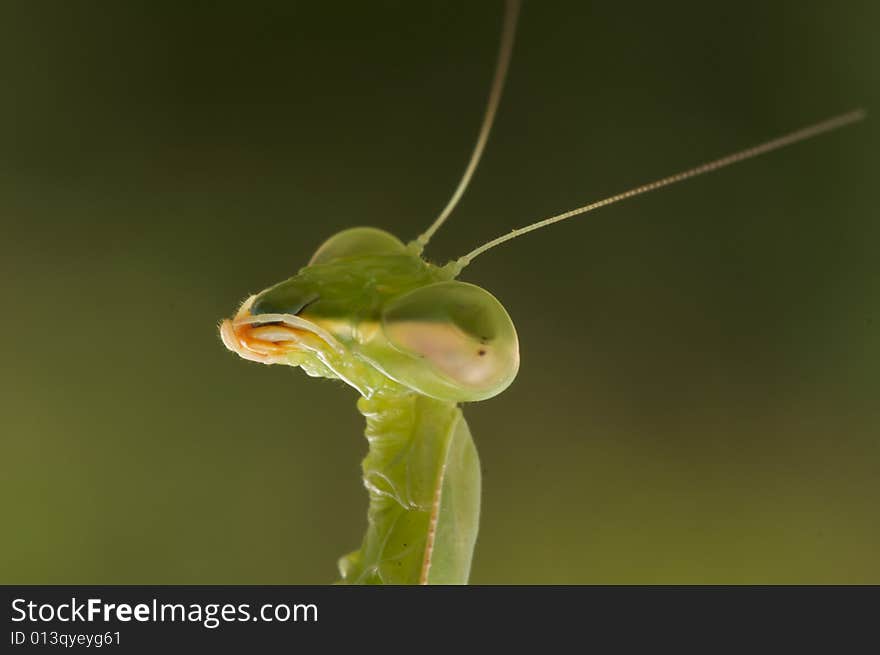 Praying Mantis Head macro