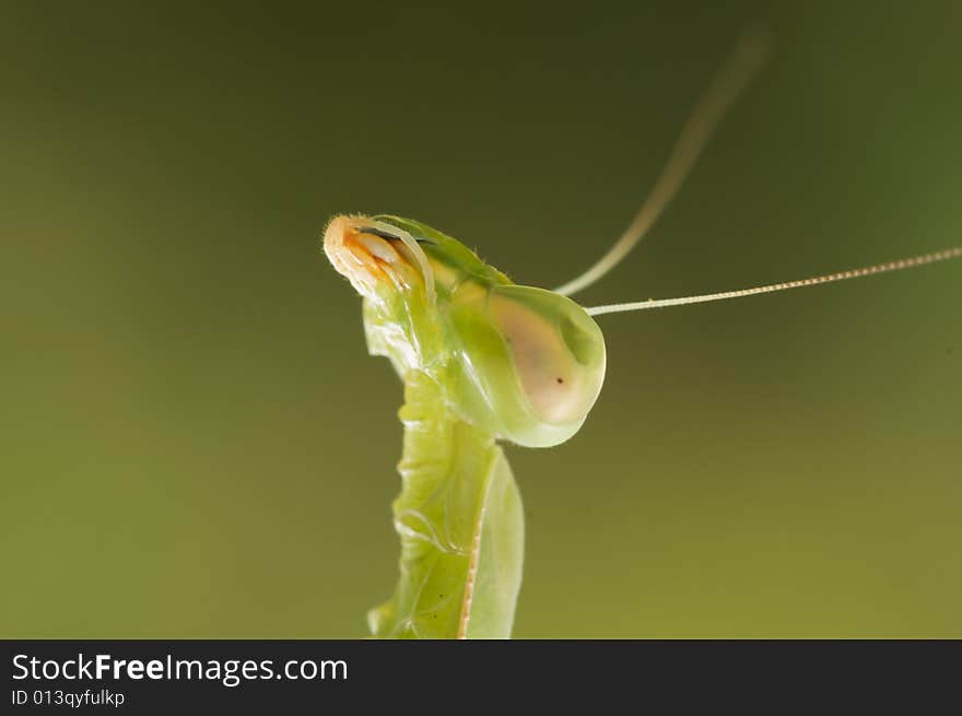 Praying Mantis Head macro