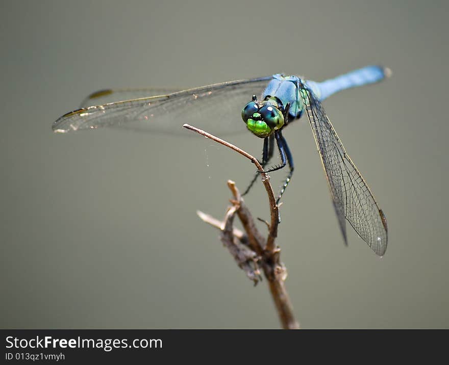 A blue and green dragonfly insect with spotted eyes perched on a wooden branch. A solid background with plenty of room for ad copy. A blue and green dragonfly insect with spotted eyes perched on a wooden branch. A solid background with plenty of room for ad copy.