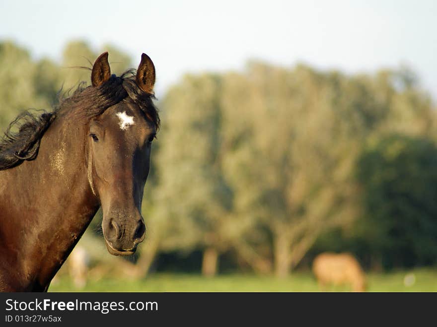 Our frysian horse took a look right in the camera