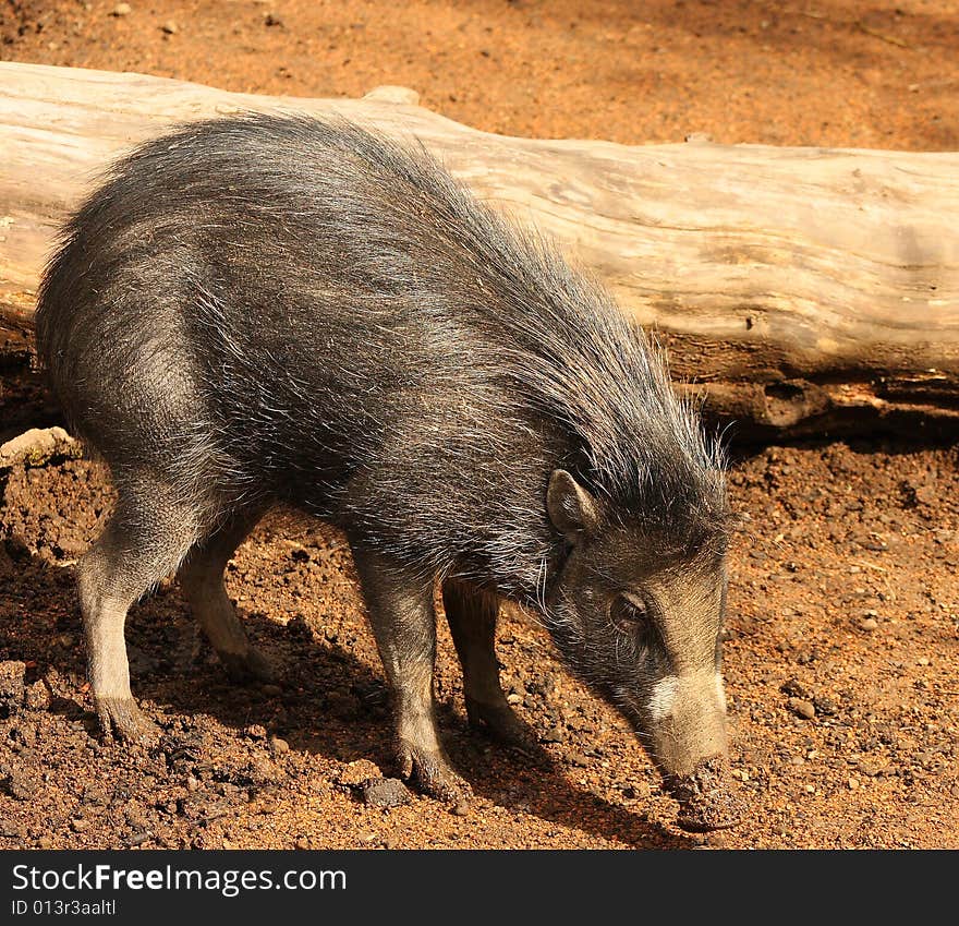 Baby wart hog playing in the mud. Baby wart hog playing in the mud