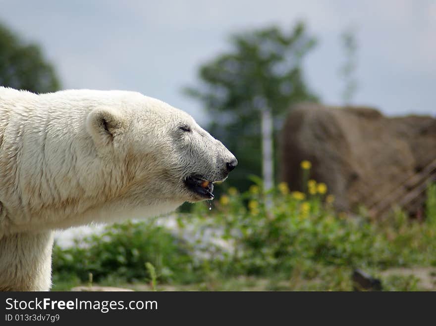 This polarbear has a drop of water fallen out of his mouth