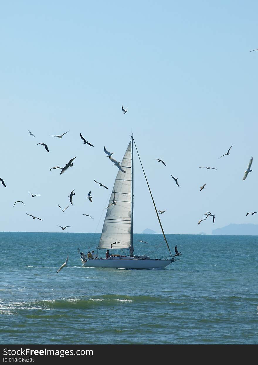 Seagulls around a sailing boat