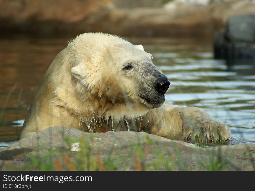 Polar bear is getting out of the water