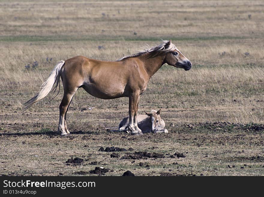 Horse and pet, Monti Sibillini