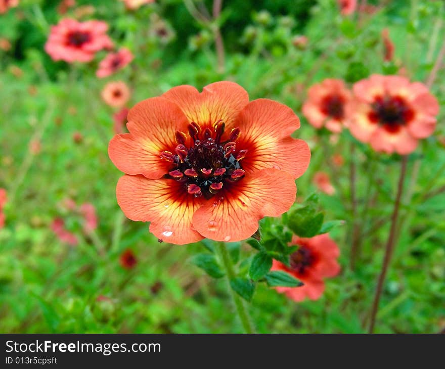 Red unique flower in field. Red unique flower in field