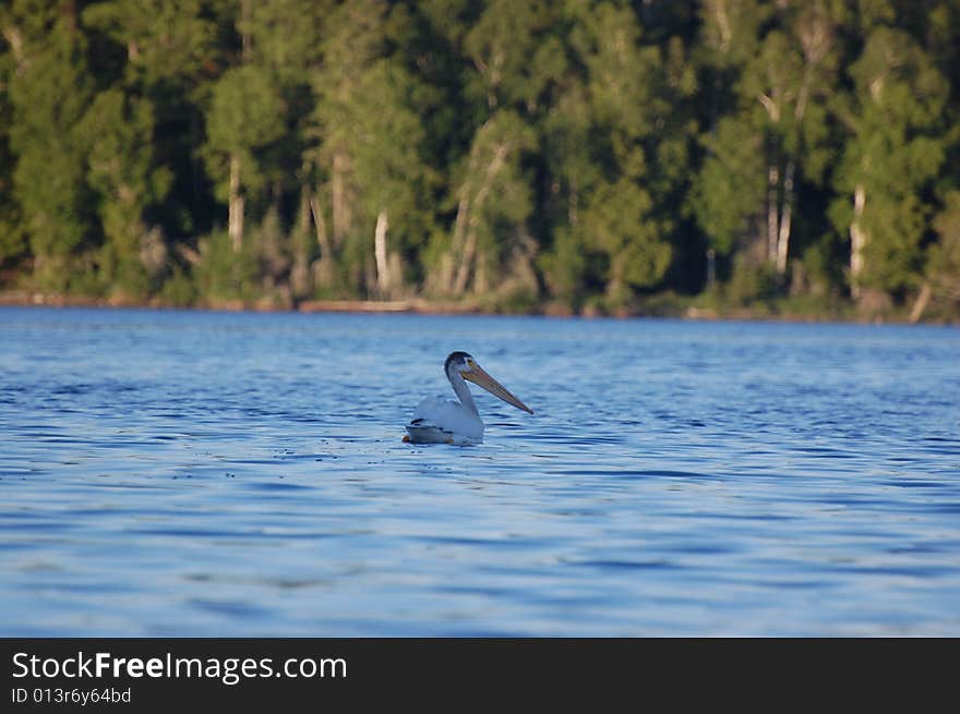 Pelican on the lake