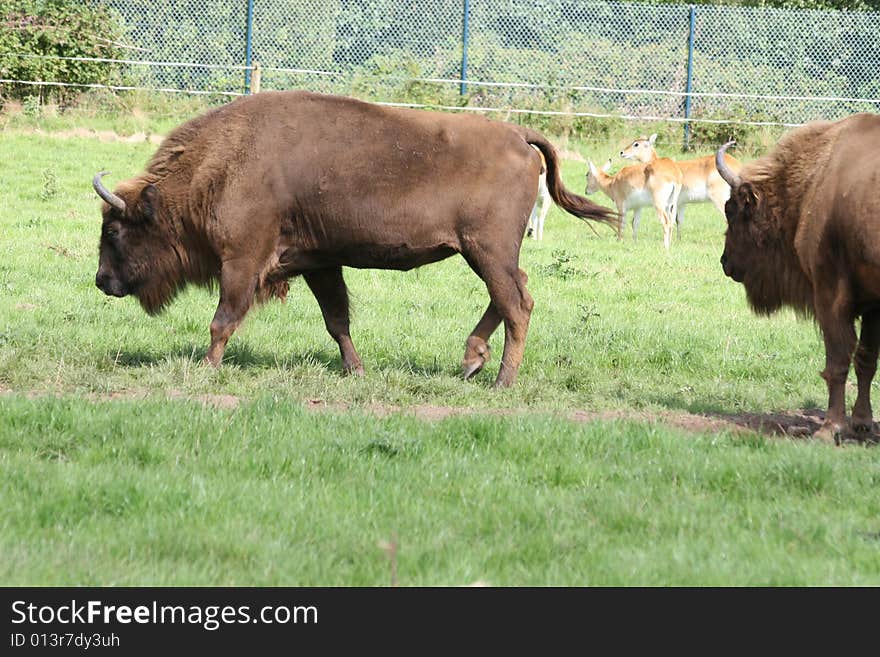 Bisons