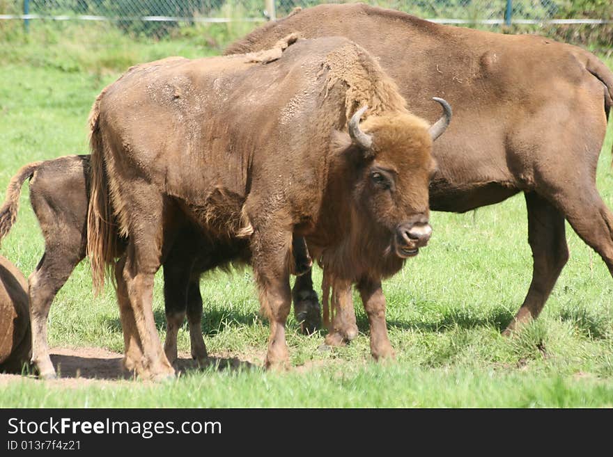 Bisons