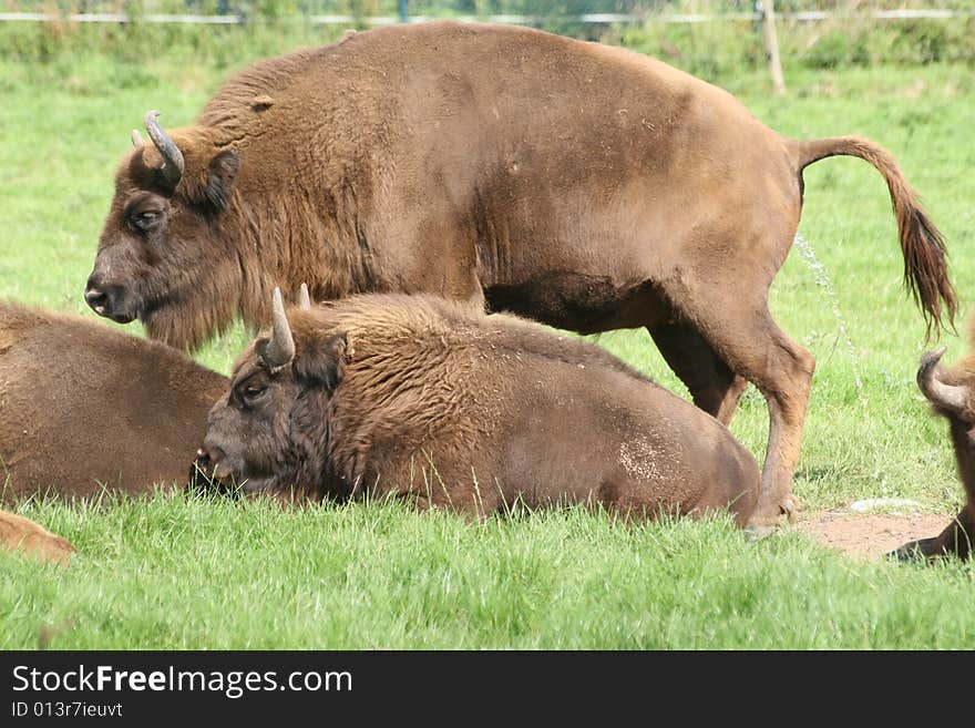 Bisons