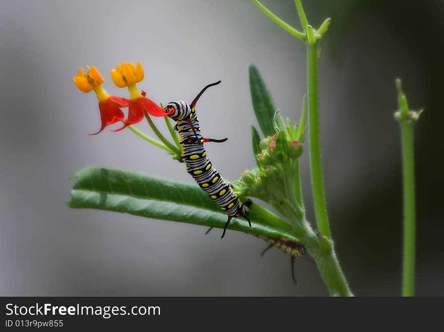 Close up shot of caterpillar on flower. Close up shot of caterpillar on flower.