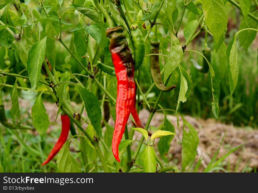 Mature Pepper