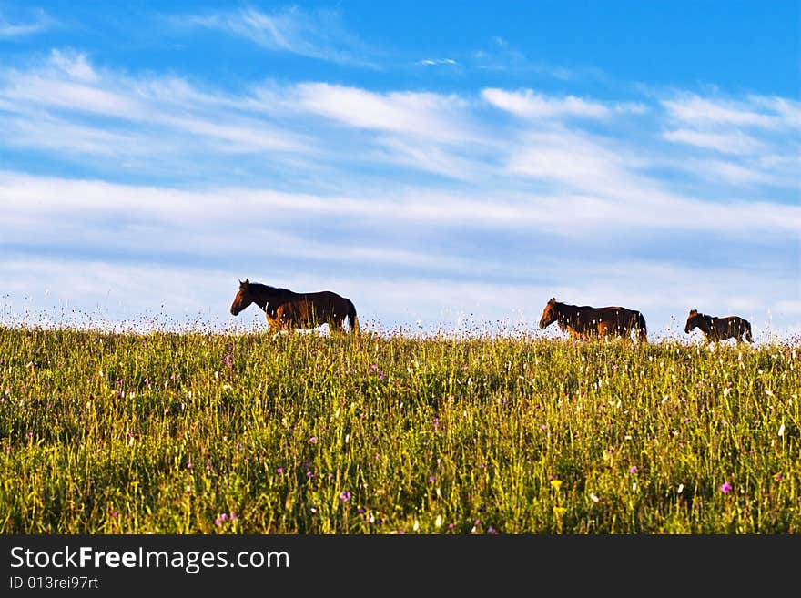 Horses on green meadow