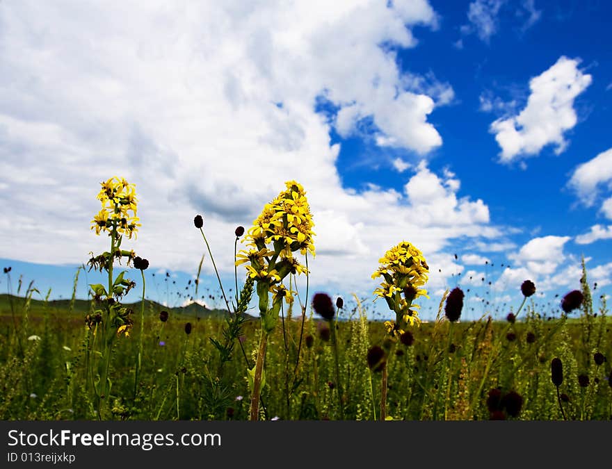 Meadow,blue sky