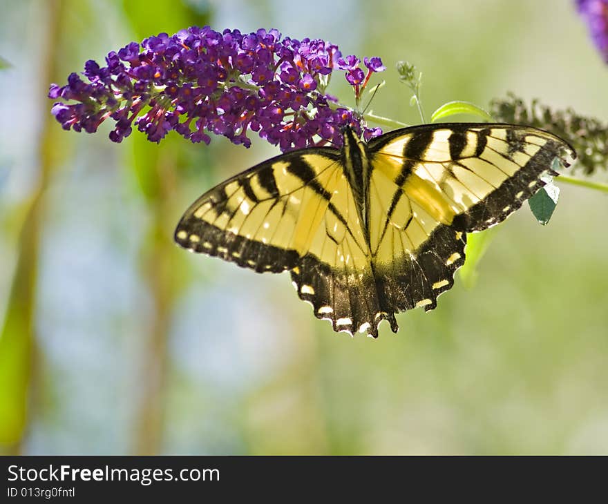 Yellowtail Butterfly on a flower