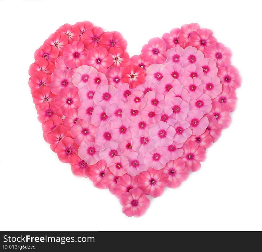 Heart from petals of a phlox. Heart from petals of a phlox