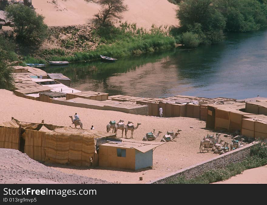 Camels alongside the Nile River near Luxor, Egypt. Camels alongside the Nile River near Luxor, Egypt.