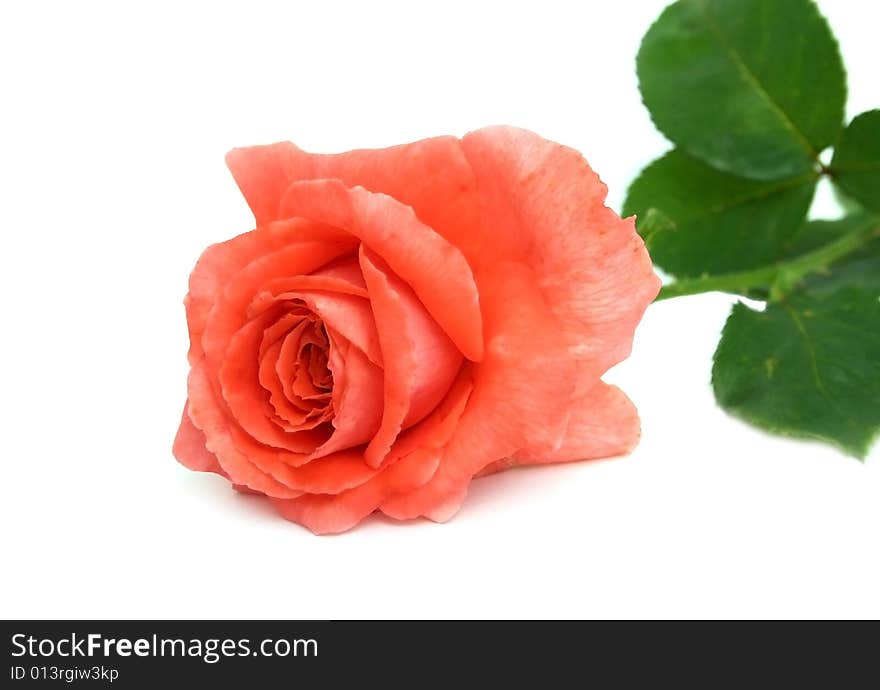 Flower of a beautiful scarlet rose on a white background