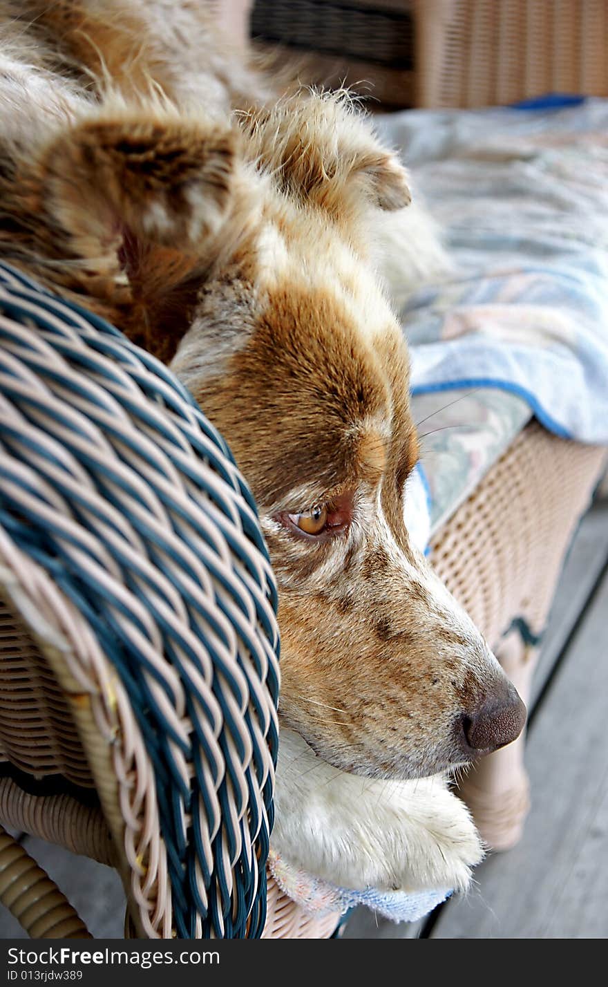 An alert and loyal Australian Shepperd sits perched in a chair on the front porch.