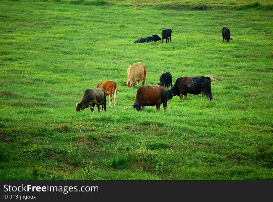 Cows Grazing