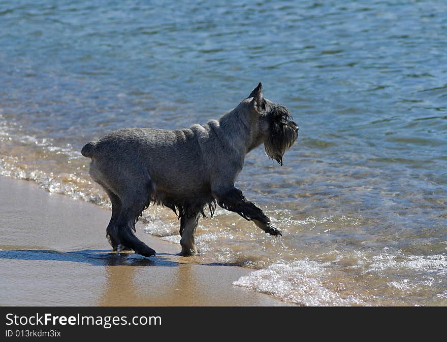 A dog on sand beach at edge of surf. A dog on sand beach at edge of surf.