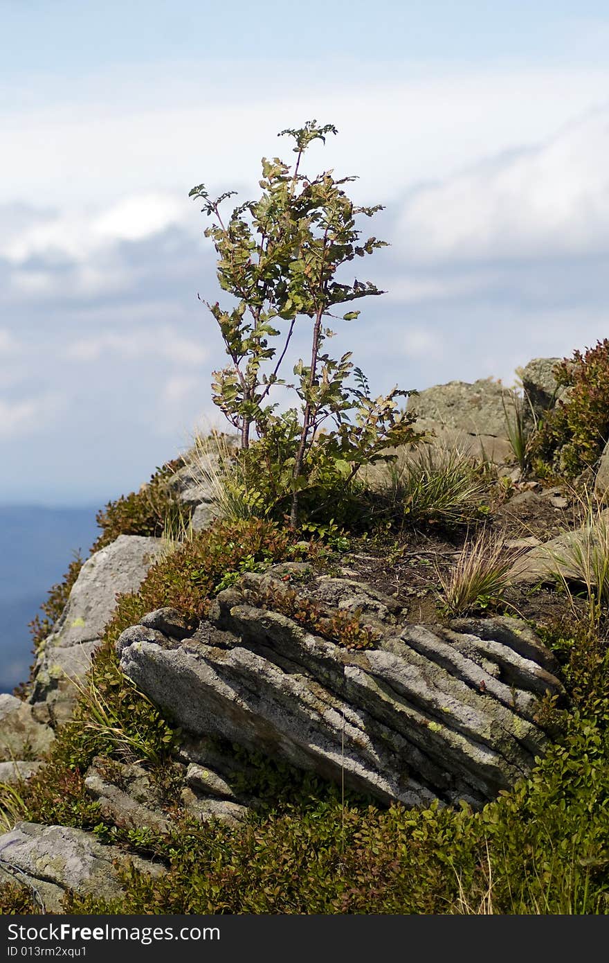 Rowan Tree At The Edge Of The Precipice