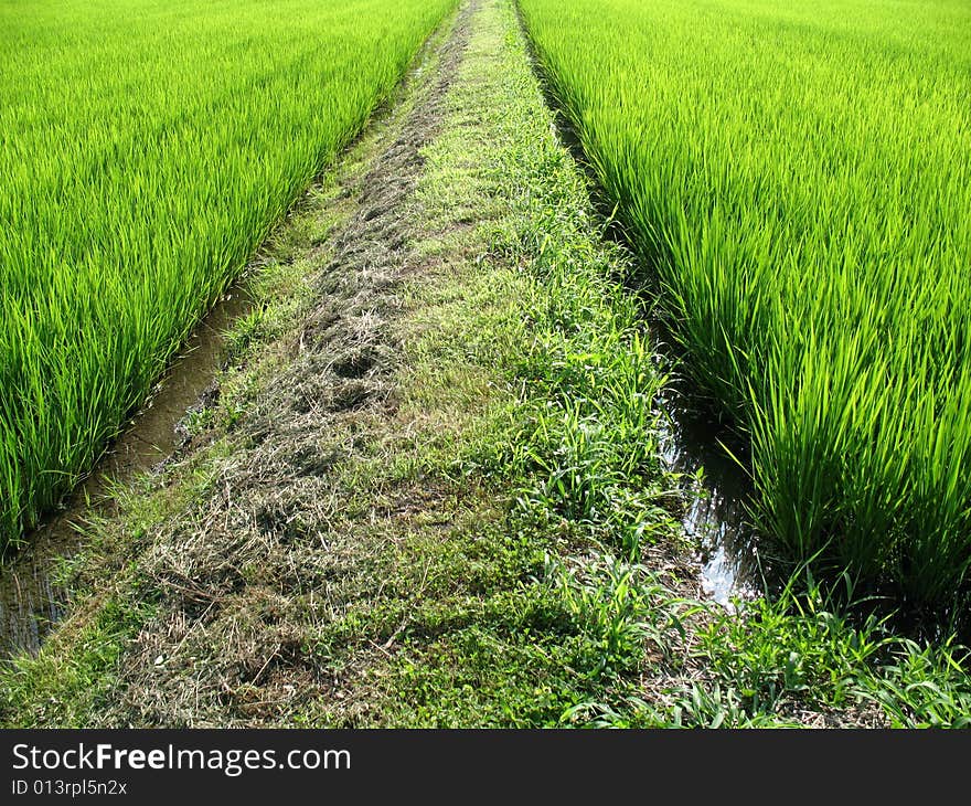 Pathway in the middle of a green field in Japan. Pathway in the middle of a green field in Japan