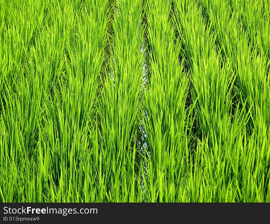 Luscious green wheat field