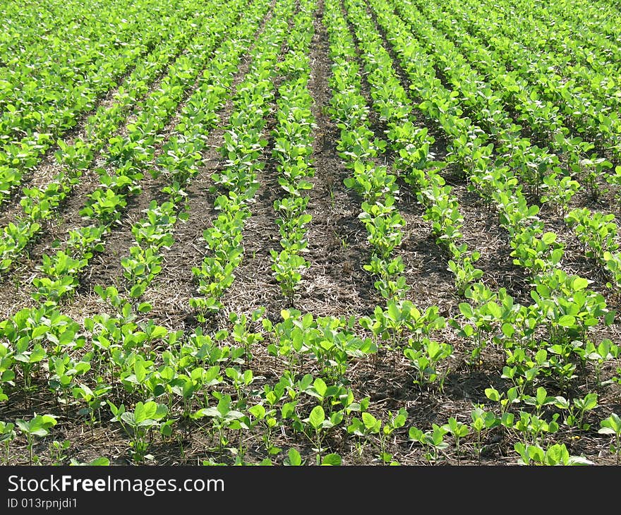 Green vegetation found in the countryside of Japan. Green vegetation found in the countryside of Japan