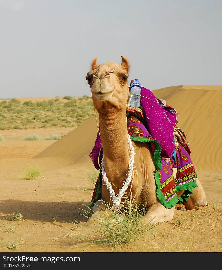 Camel resting