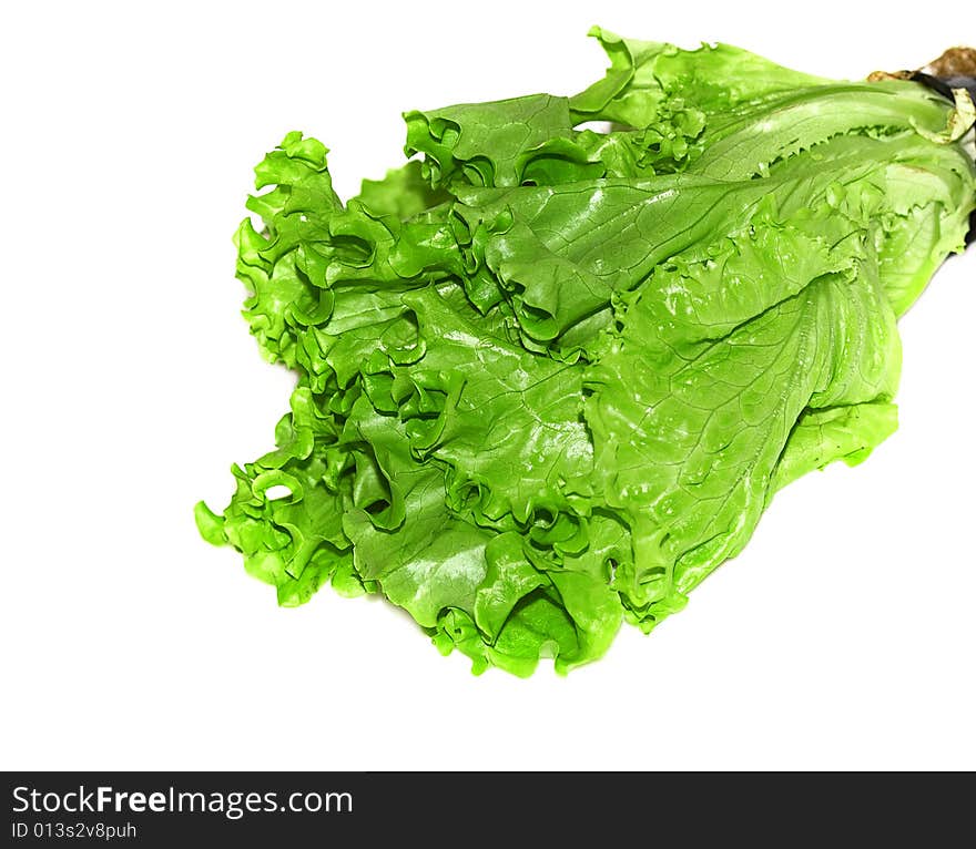 Fresh Lettuce