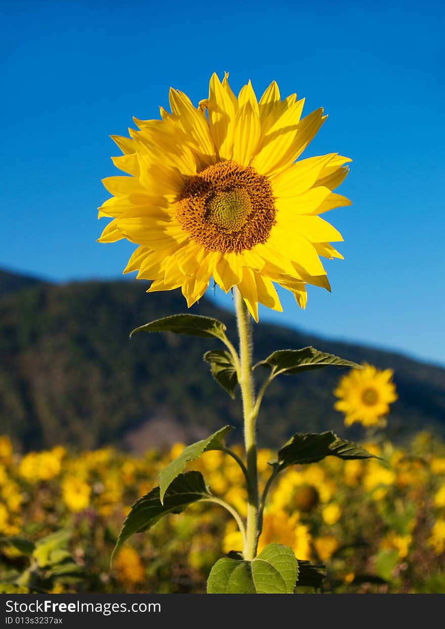 Sunflower