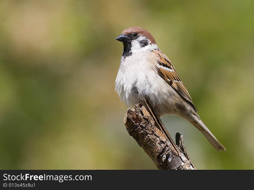 Bird - Tree Sparrow