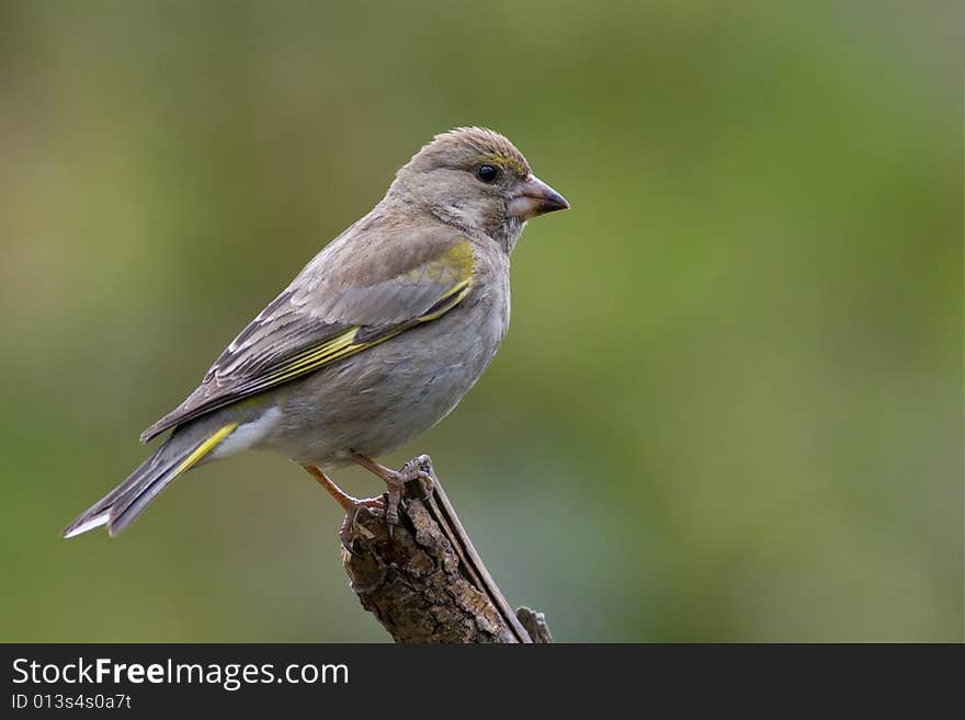 Bird - Greenfinch (Carduelis Chloris)