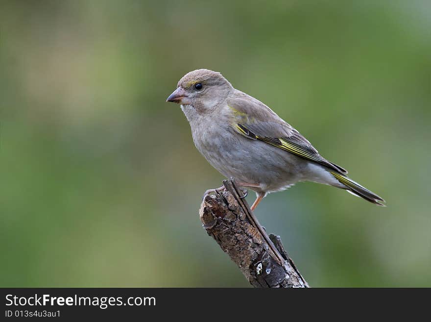 Bird - Greenfinch (Carduelis chloris)1