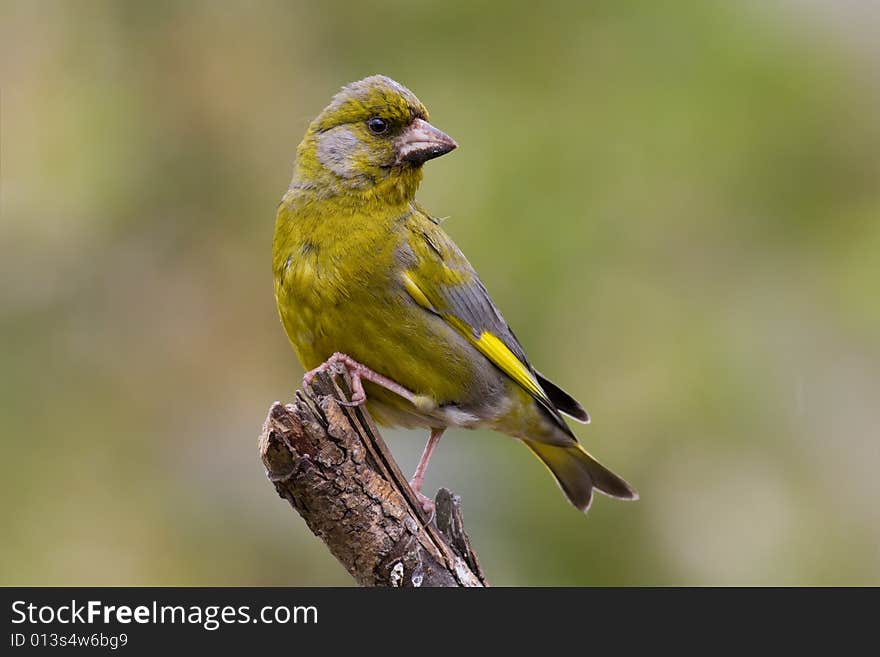 Bird - Greenfinch (Carduelis chloris)