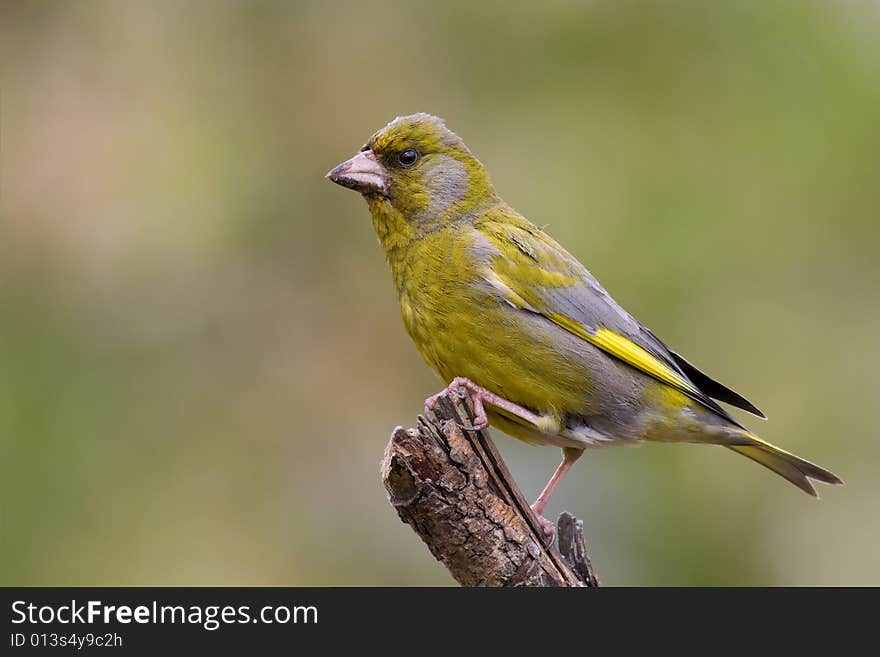 Bird - Greenfinch (Carduelis Chloris)