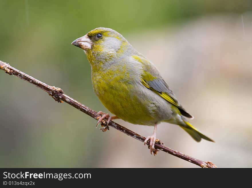 Bird - Greenfinch (Carduelis Chloris)