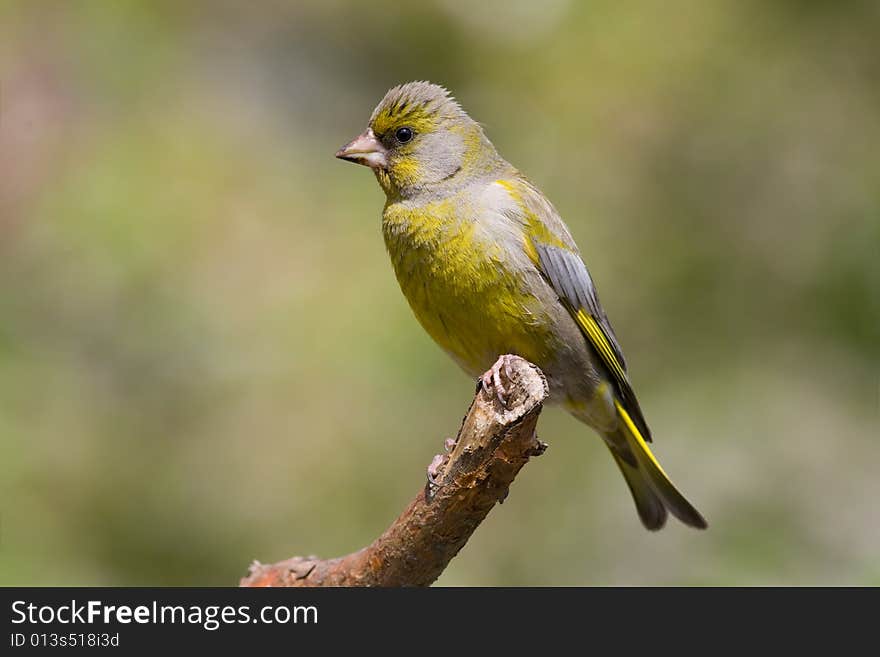 Bird - Greenfinch (Carduelis Chloris)2