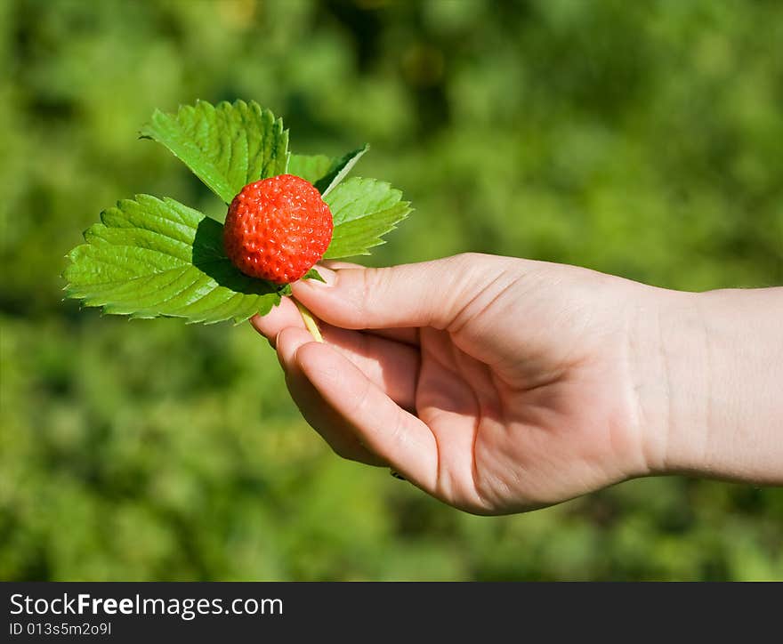 Strawberry with leaves in the sunshine. Strawberry with leaves in the sunshine