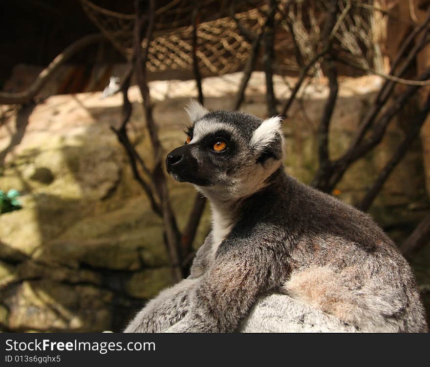 Lemur